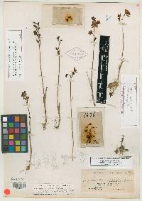 Image of Limodorum pinetorum