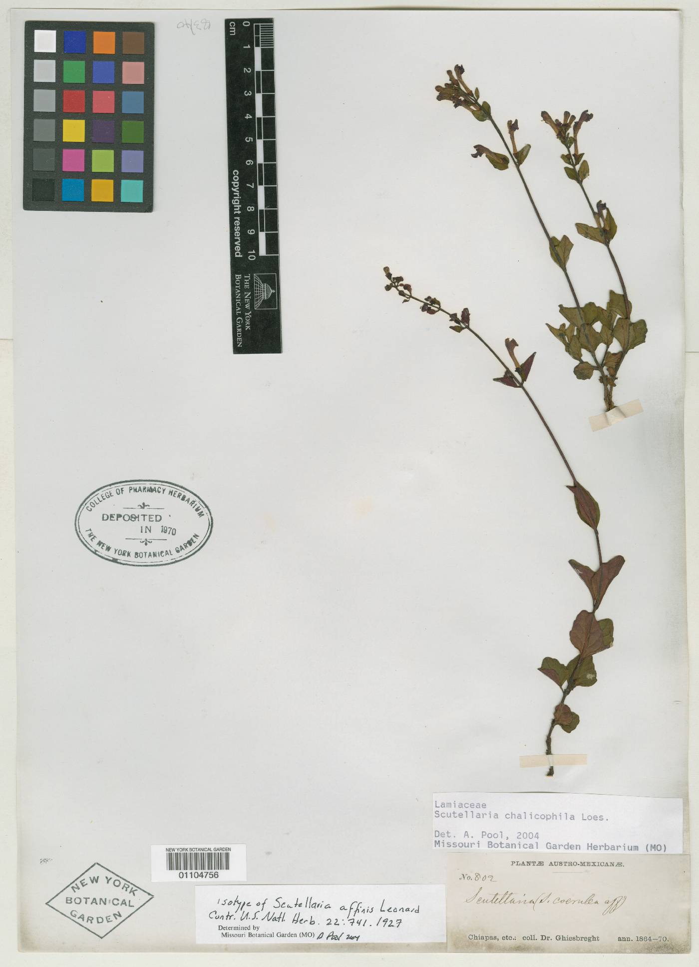 Scutellaria chalicophila image