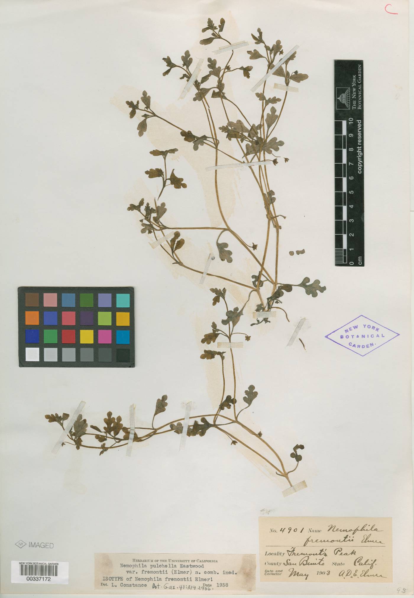 Nemophila fremontii image