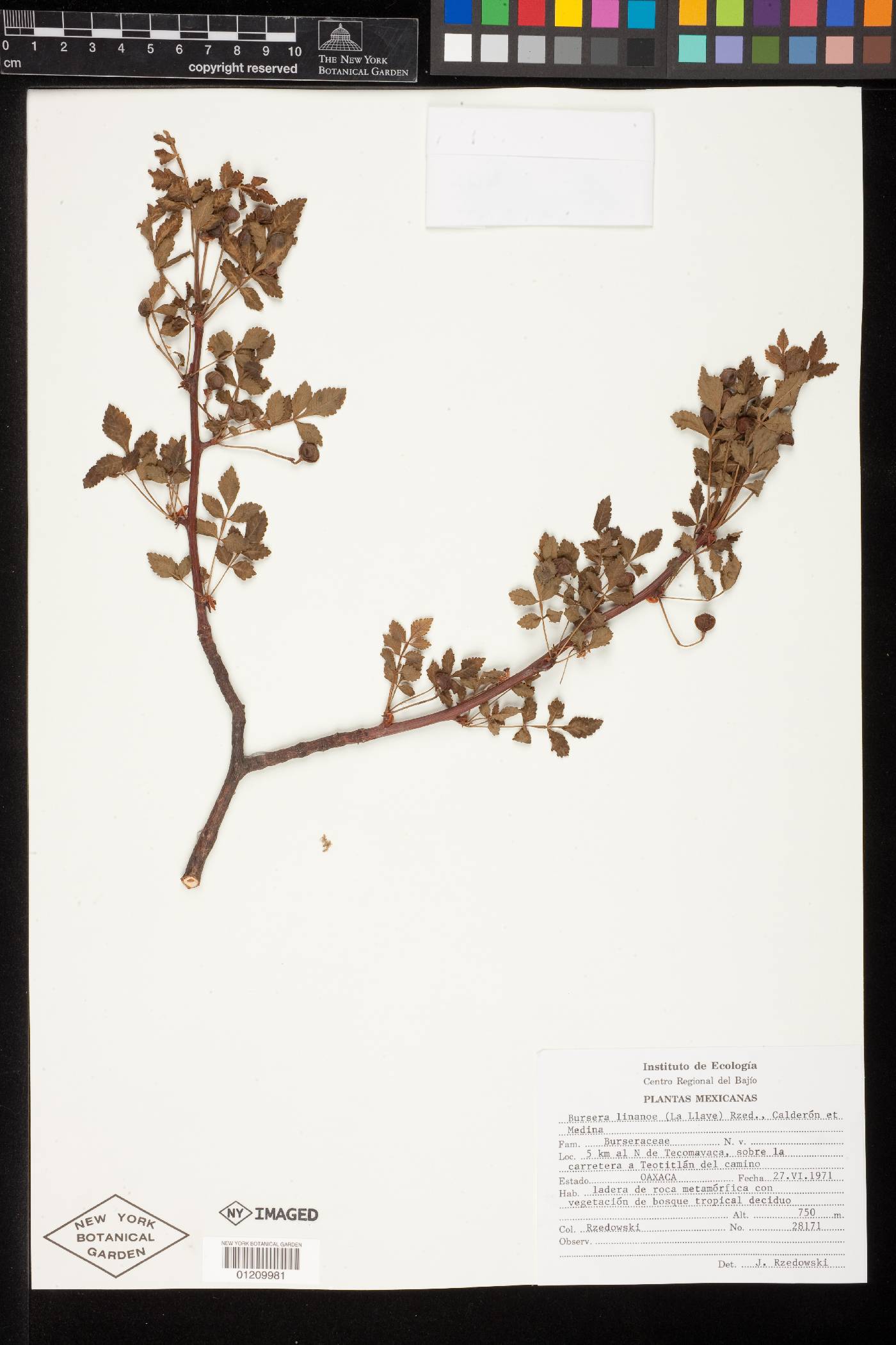 Bursera linanoe image