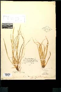 Carex durifolia image