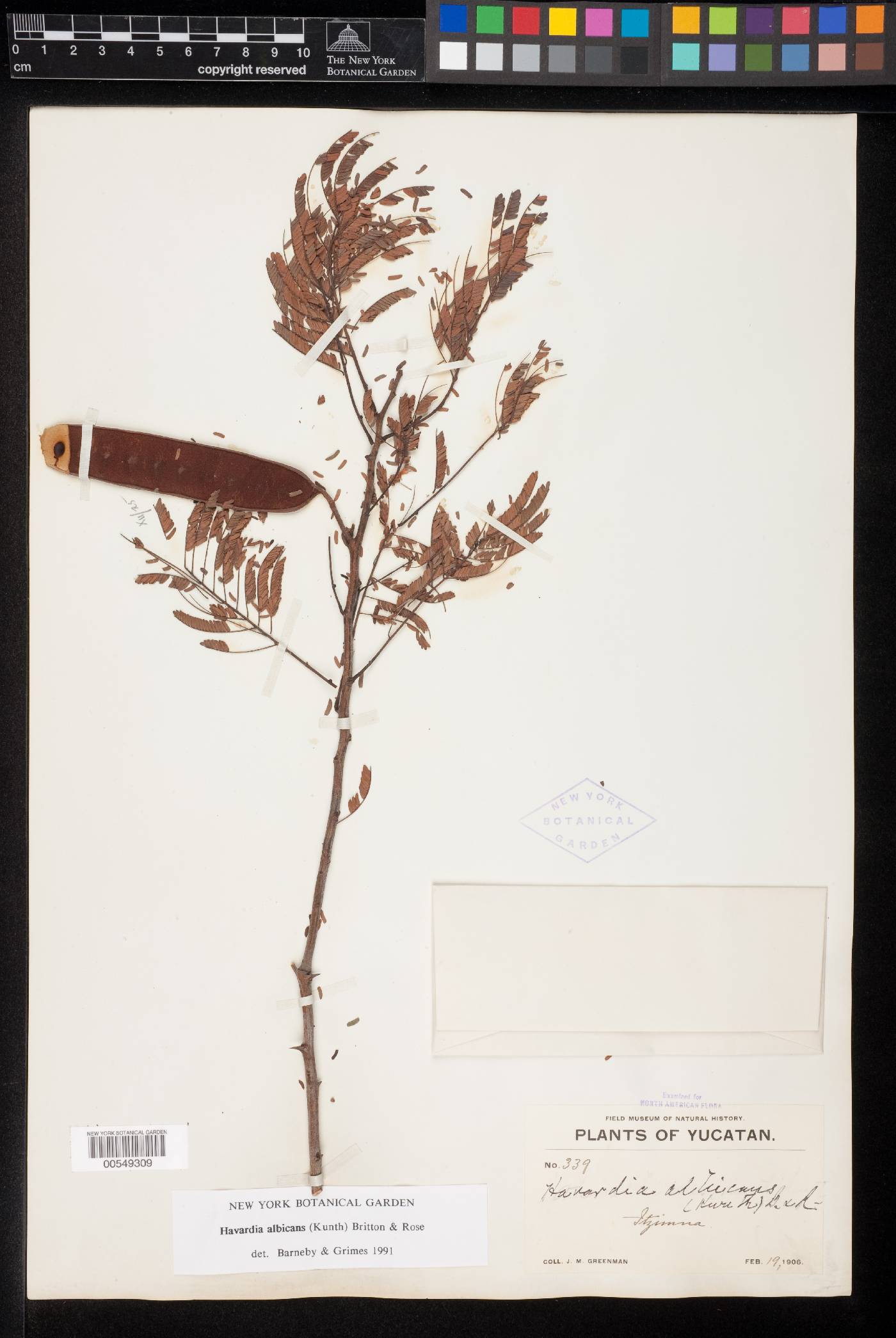 Havardia albicans image