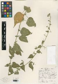 Pseudabutilon orientale image