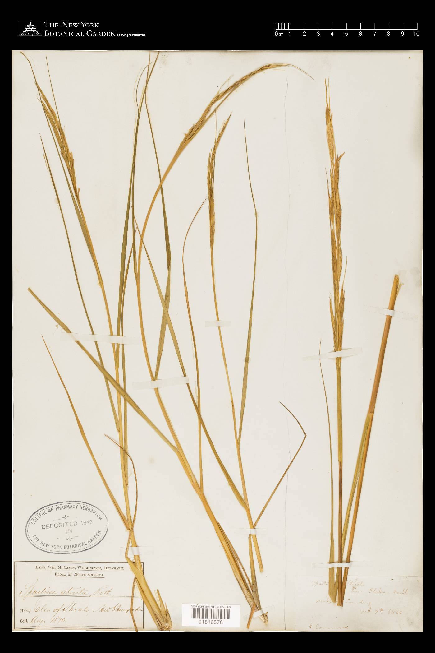 Spartina maritima image