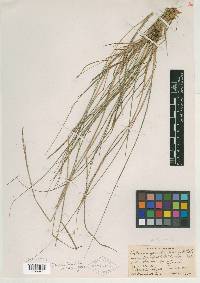 Calamagrostis cainii image