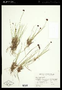 Juncus mertensianus image