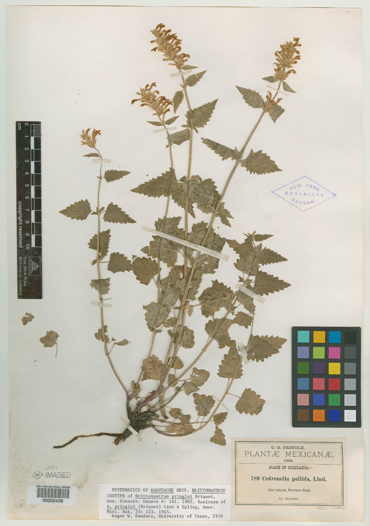 Brittonastrum pringlei image