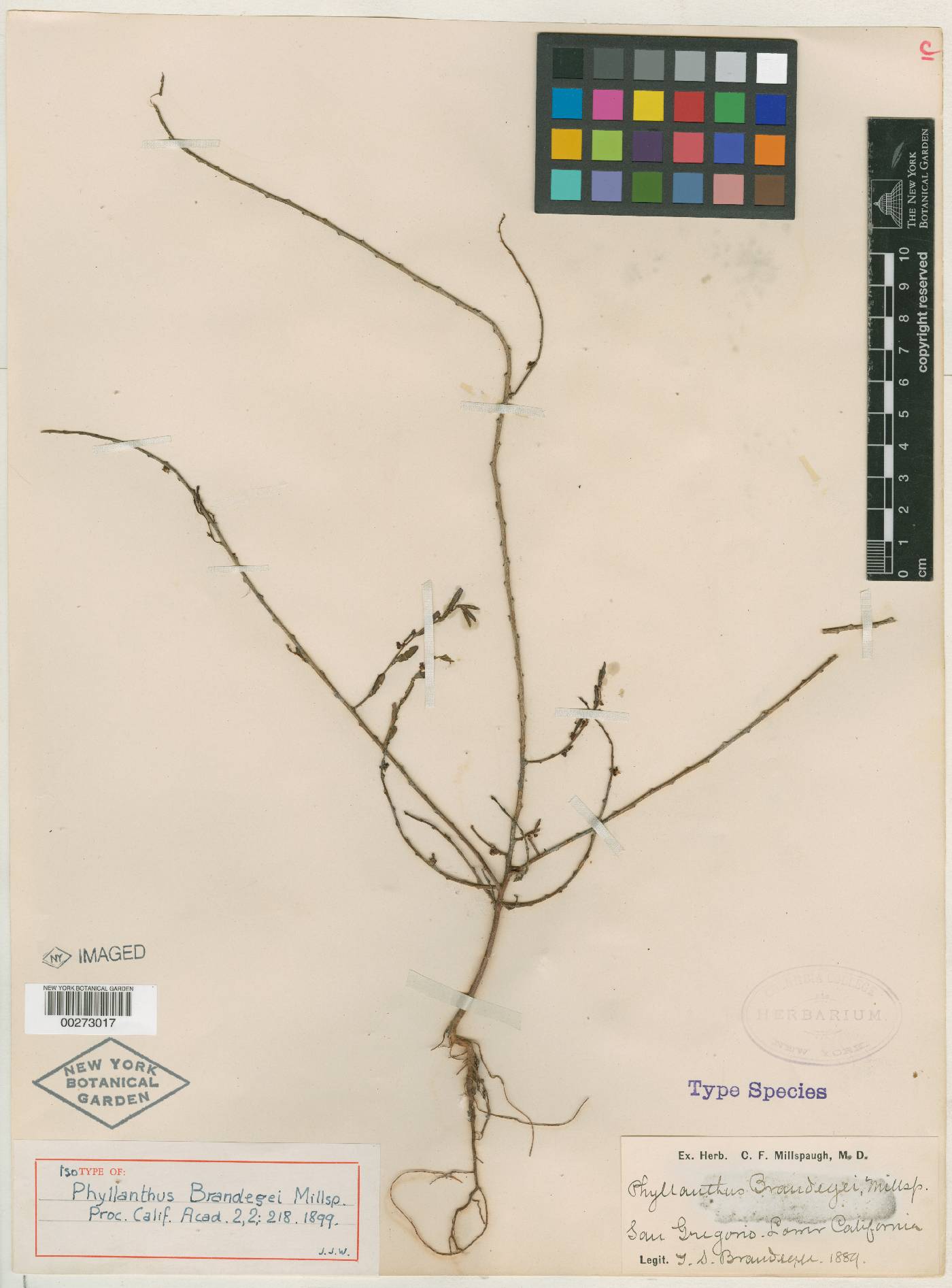 Phyllanthus brandegeei image