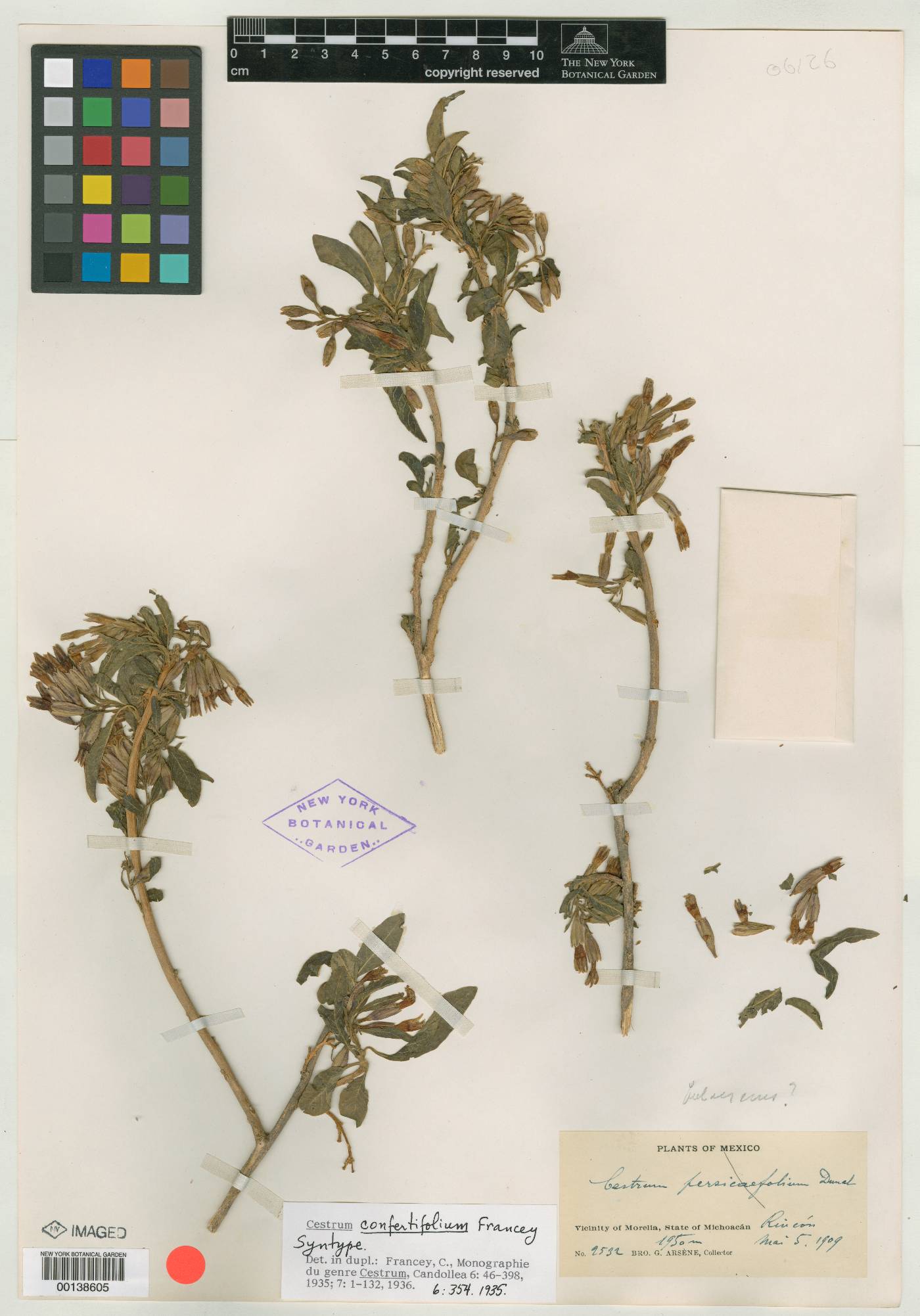 Cestrum fulvescens image