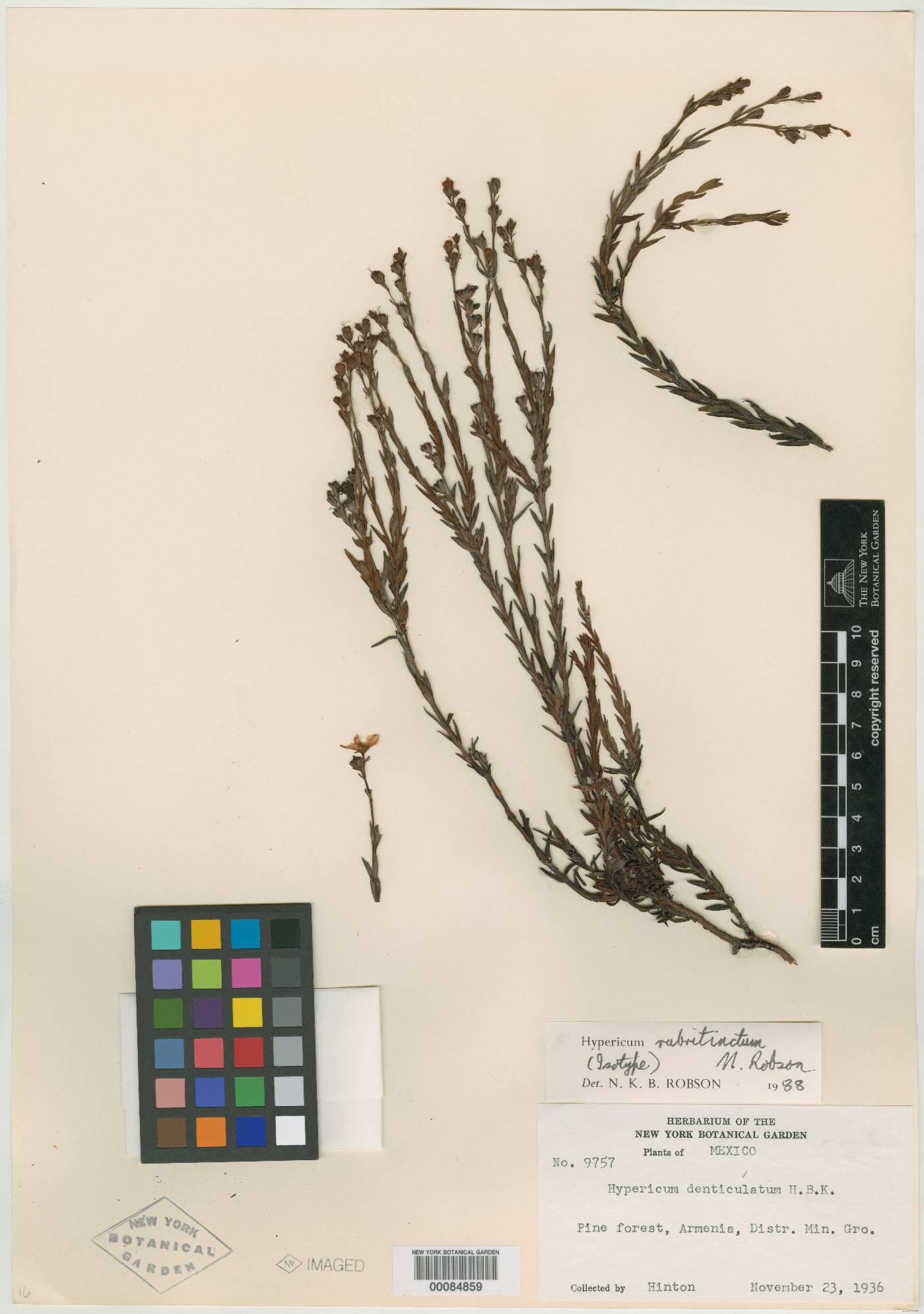 Hypericum rubritinctum image