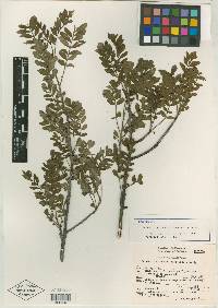 Bursera medranoana image