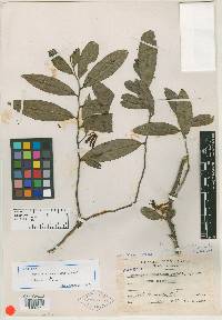 Desmopsis lanceolata image