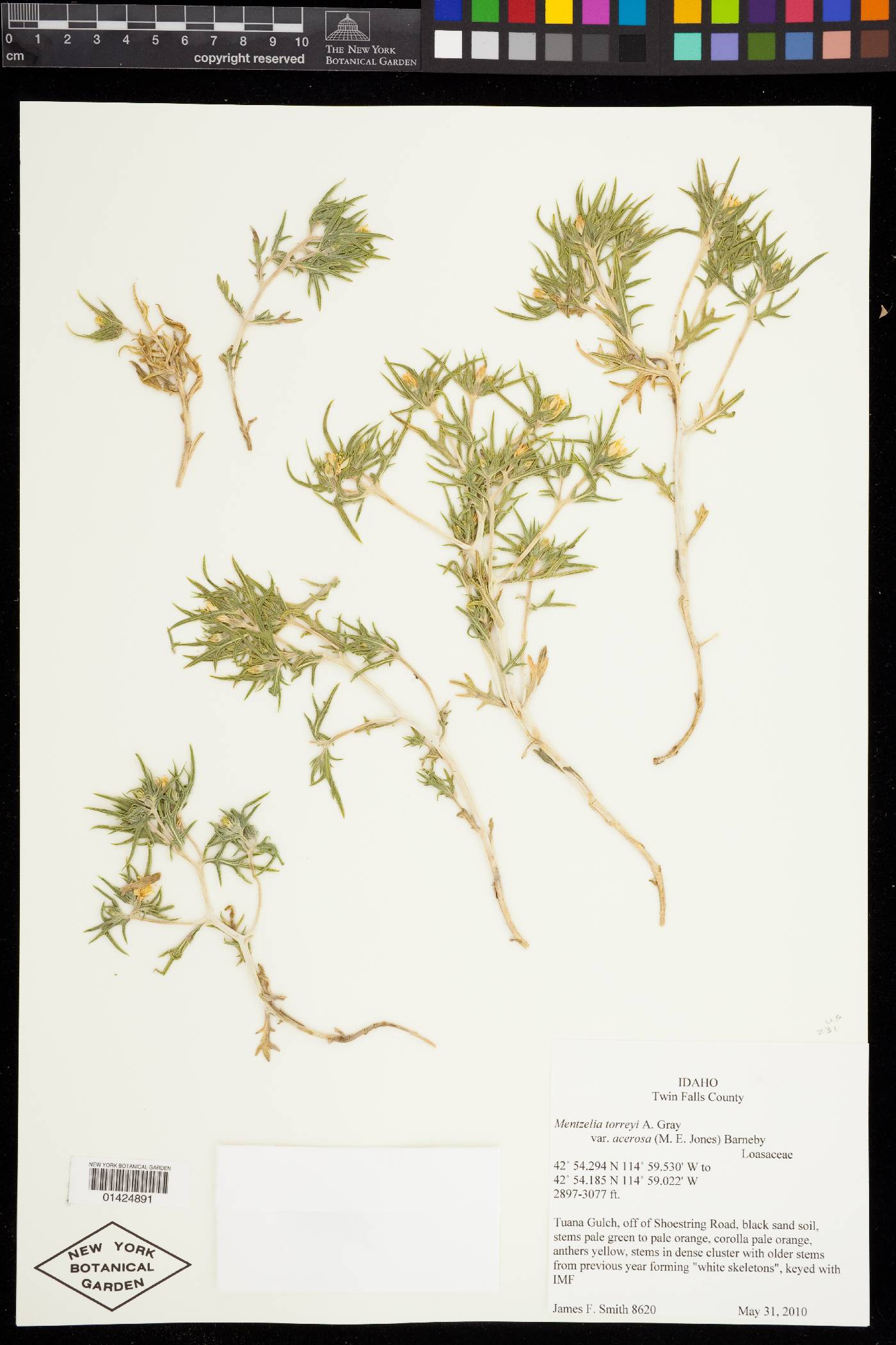 Mentzelia torreyi var. acerosa image