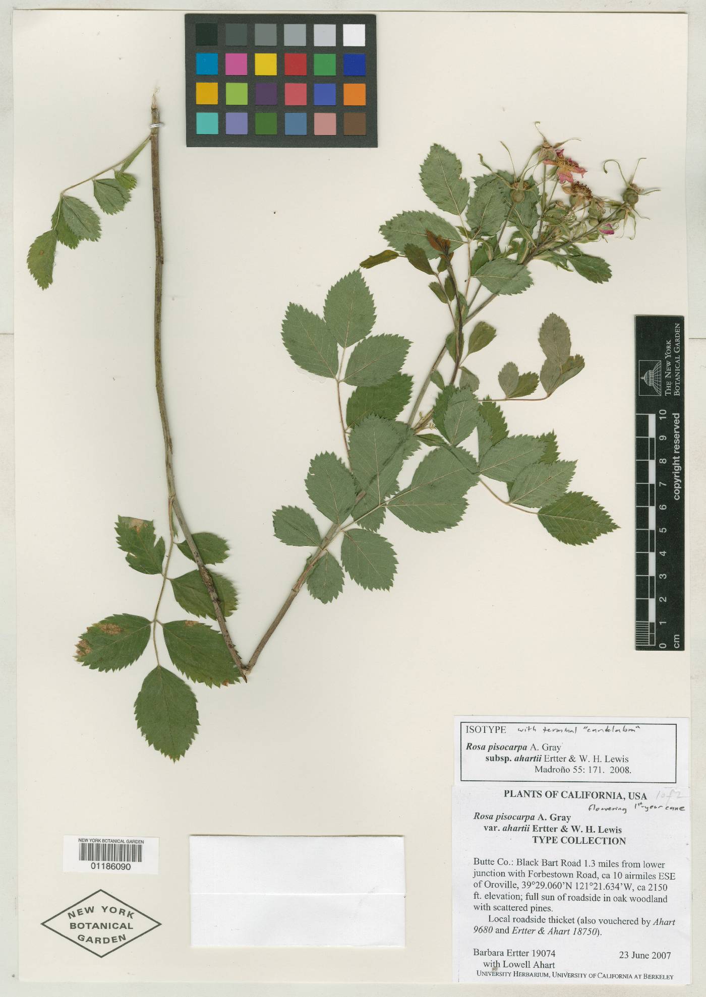 Rosa pisocarpa subsp. ahartii image