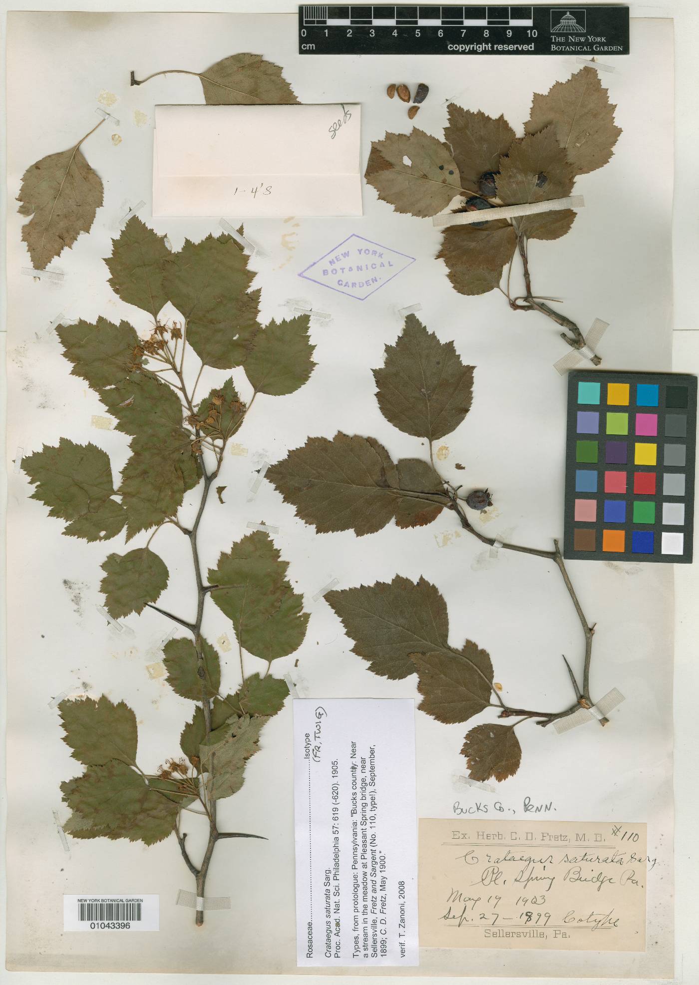 Crataegus saturata image