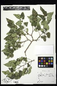 Celtis reticulata image