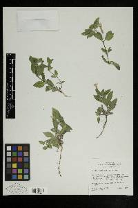 Erythranthe moschata image