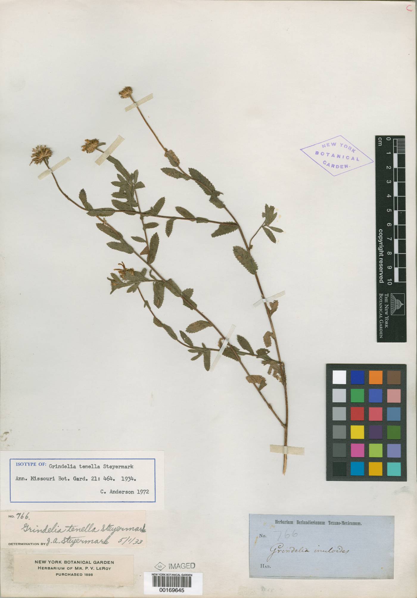 Grindelia tenella image