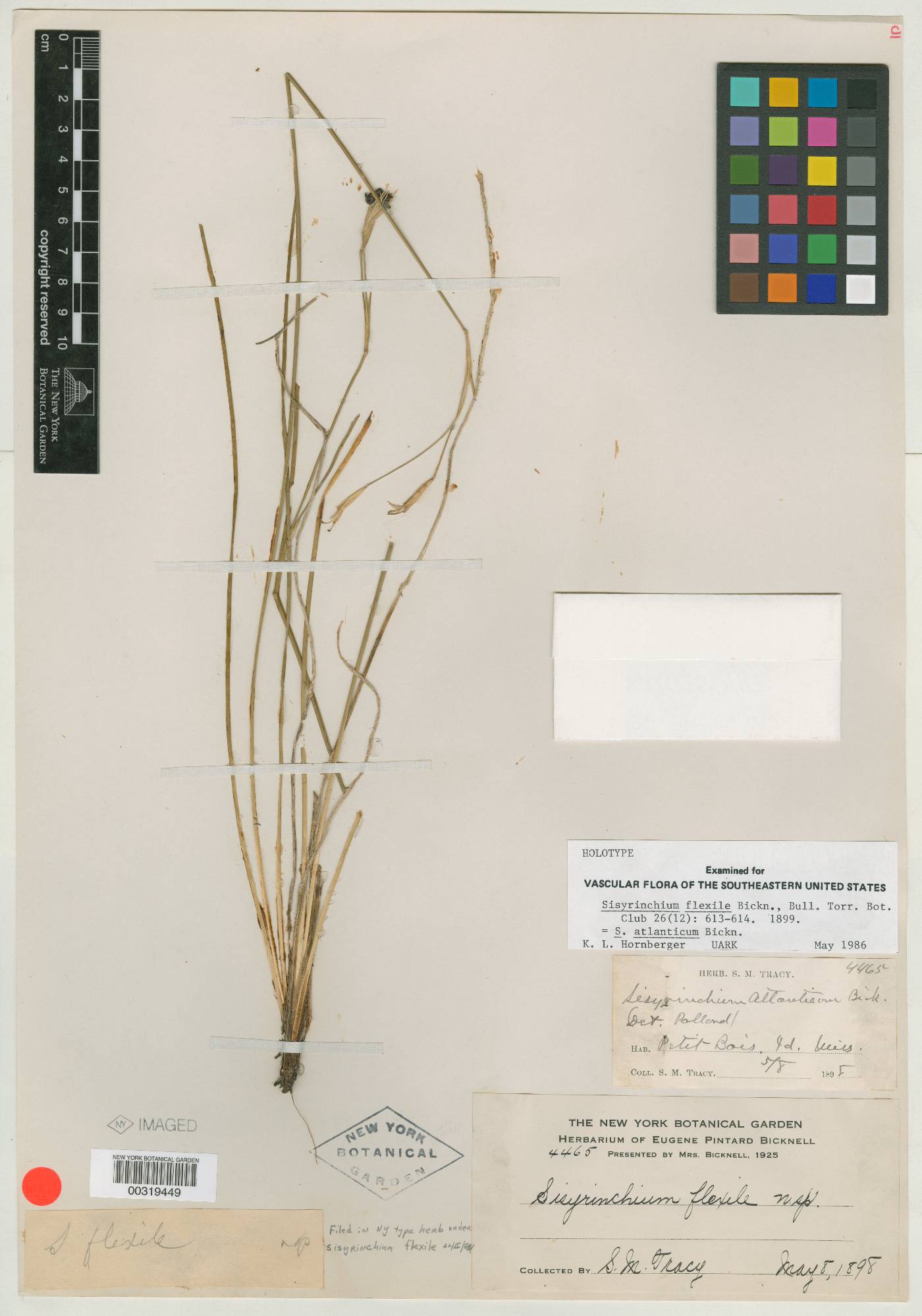 Sisyrinchium flexile image