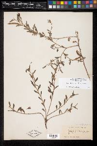 Chamaecrista calycioides image