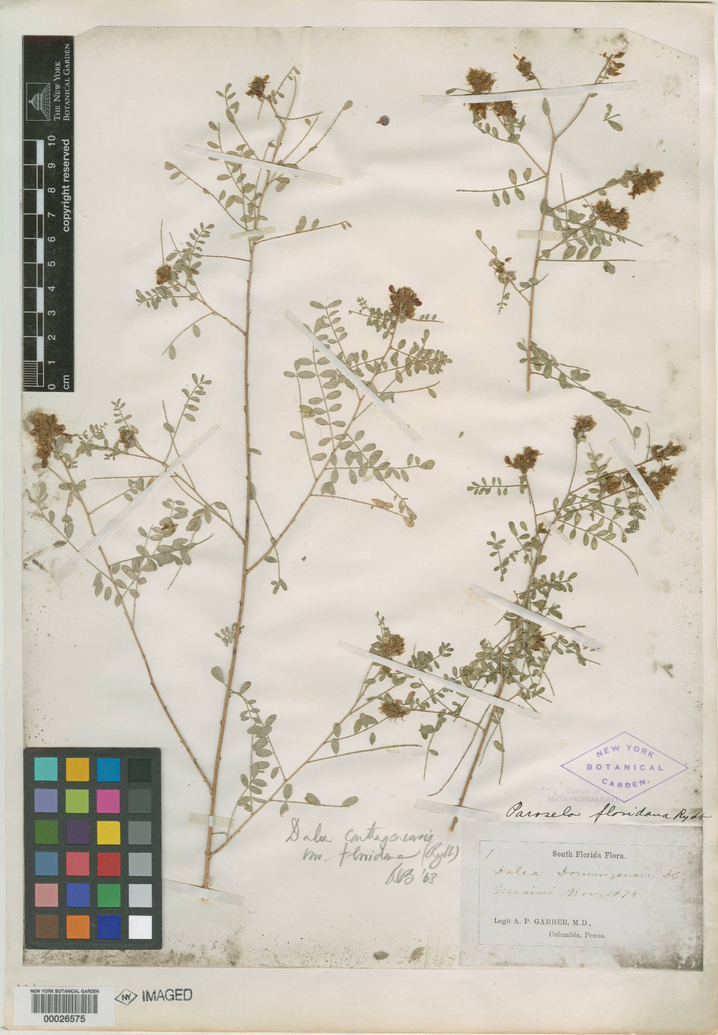Parosela floridana image