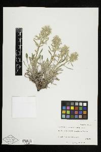 Cryptantha fulvocanescens image