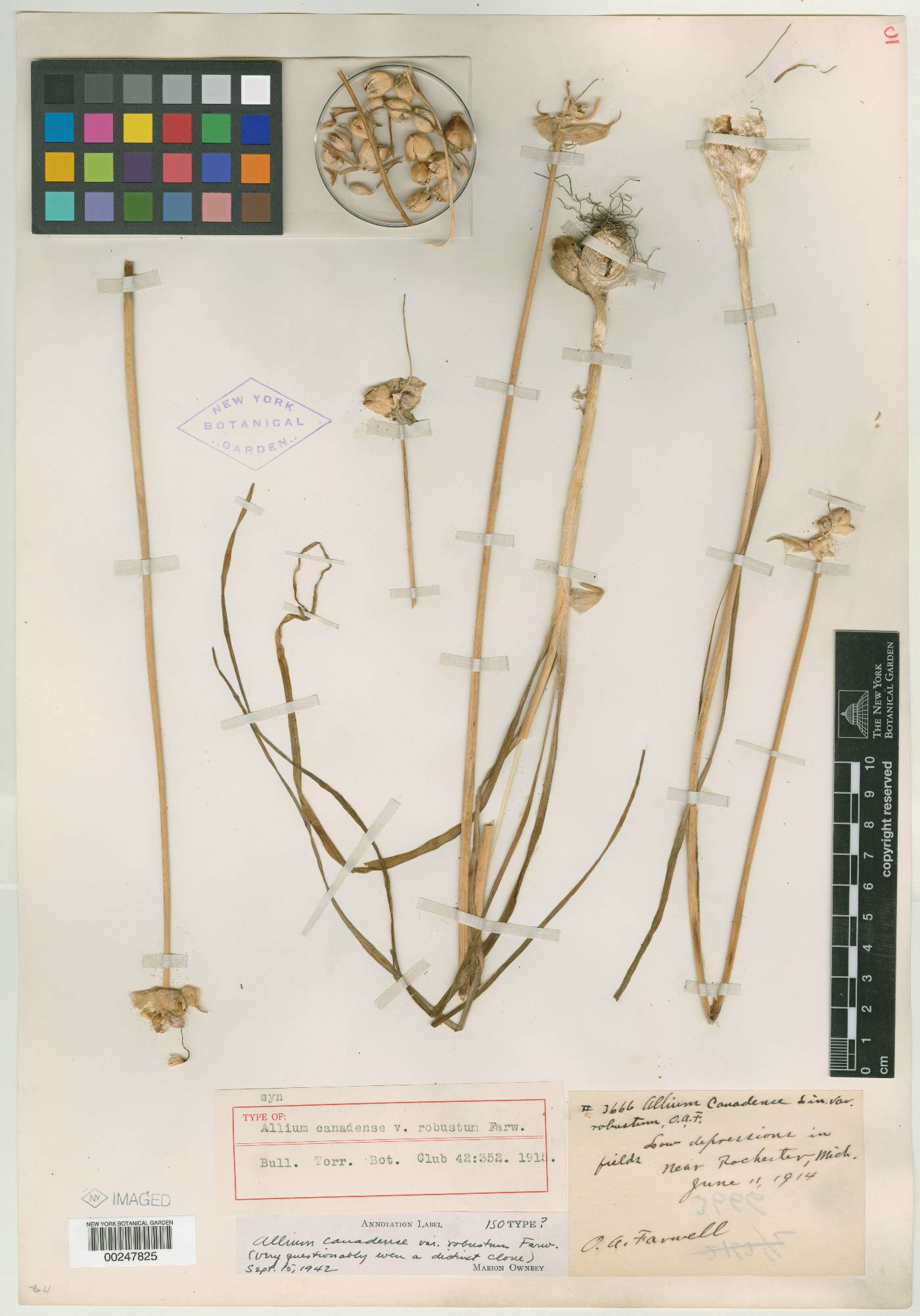 Allium canadense var. robustum image