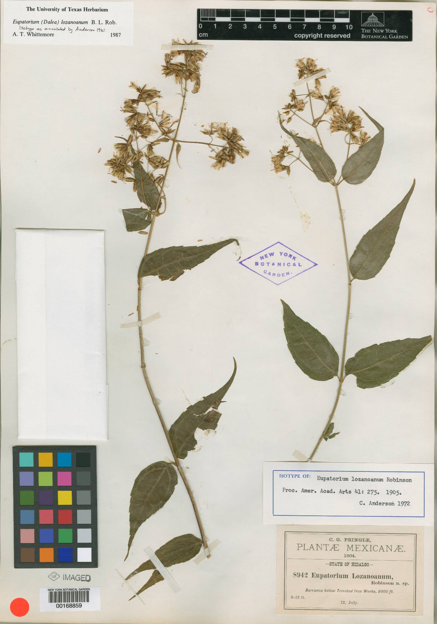 Eupatorium lozanoanum image