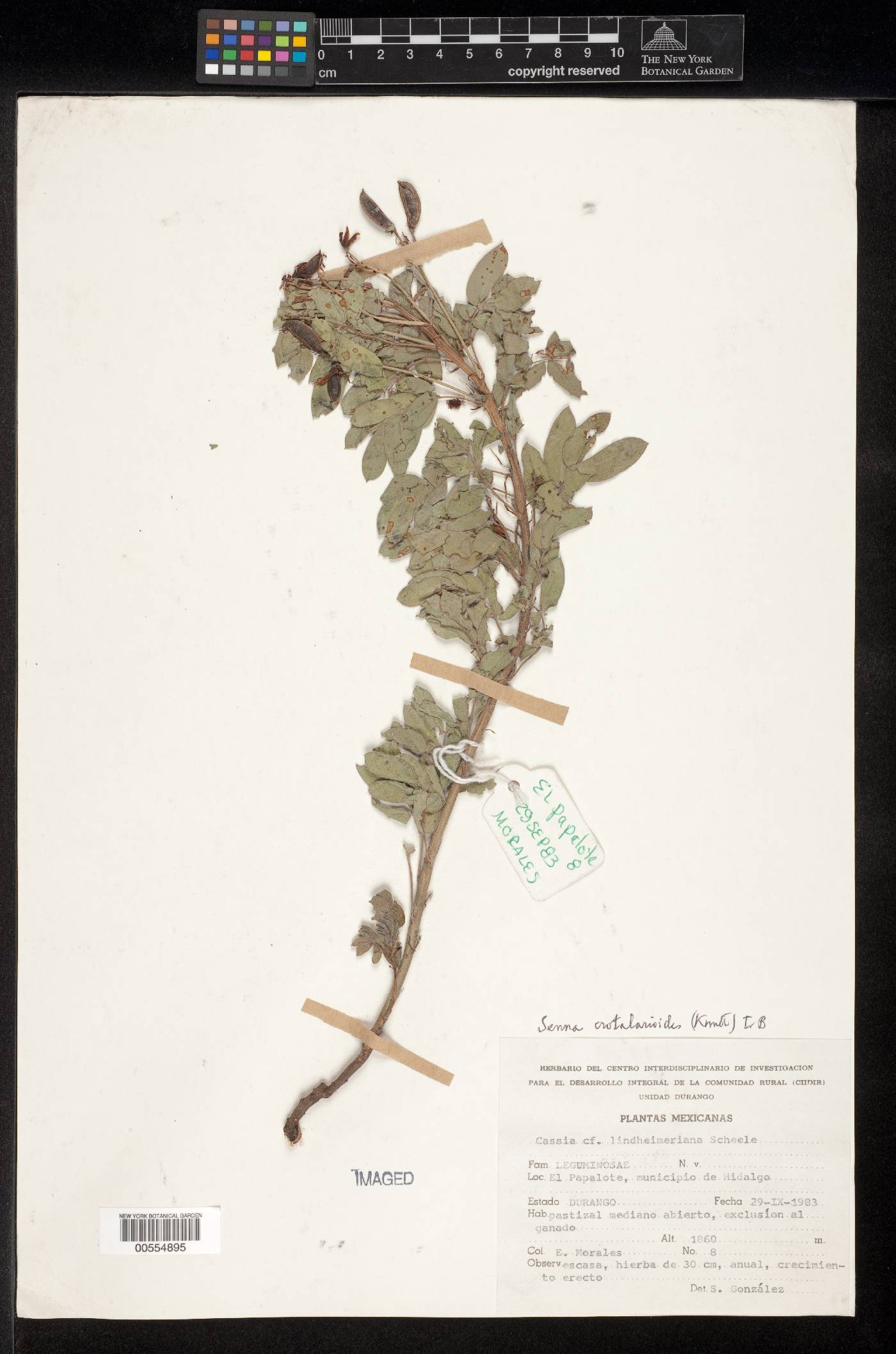 Senna crotalarioides image