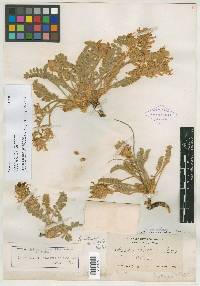 Astragalus mollissimus var. marcidus image