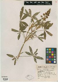 Lupinus exaltatus image