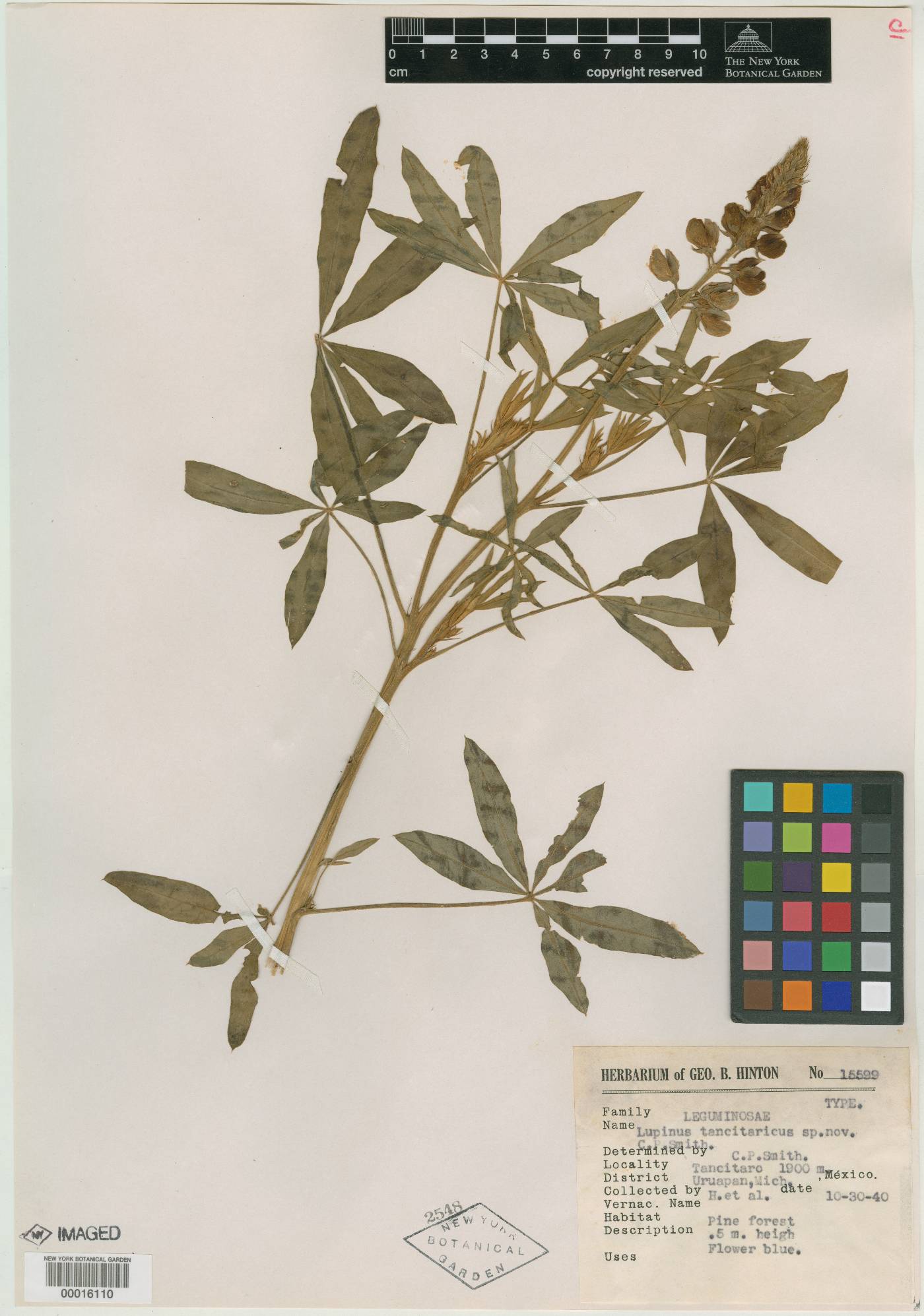 Lupinus exaltatus image