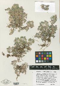Astragalus anxius image