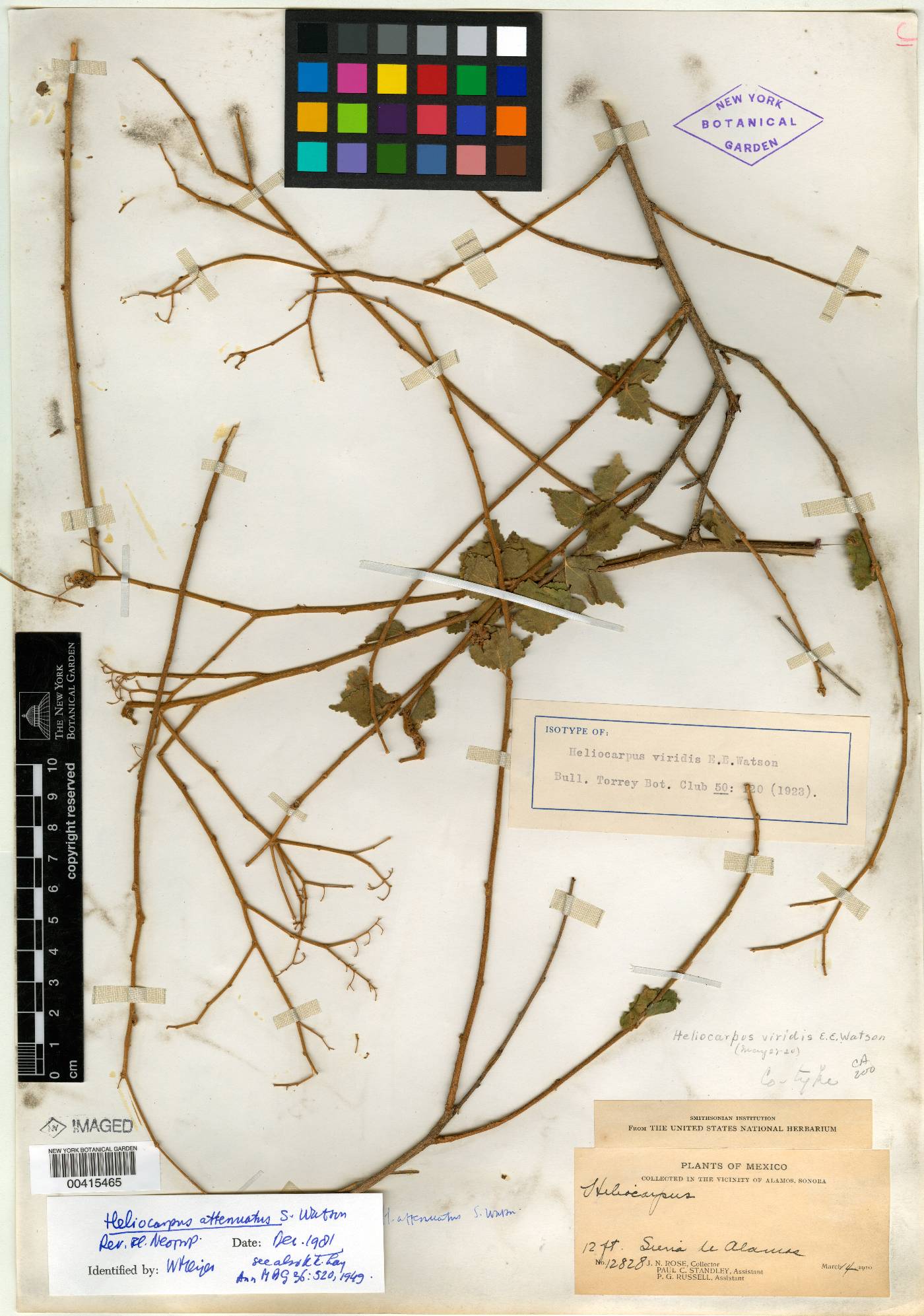 Heliocarpus americanus image