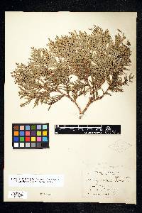 Thuja occidentalis image