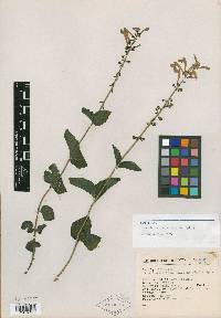 Scutellaria blepharophylla image