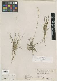 Eriocaulon decangulare image