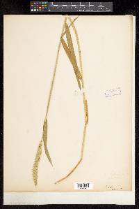 Elymus sibiricus image