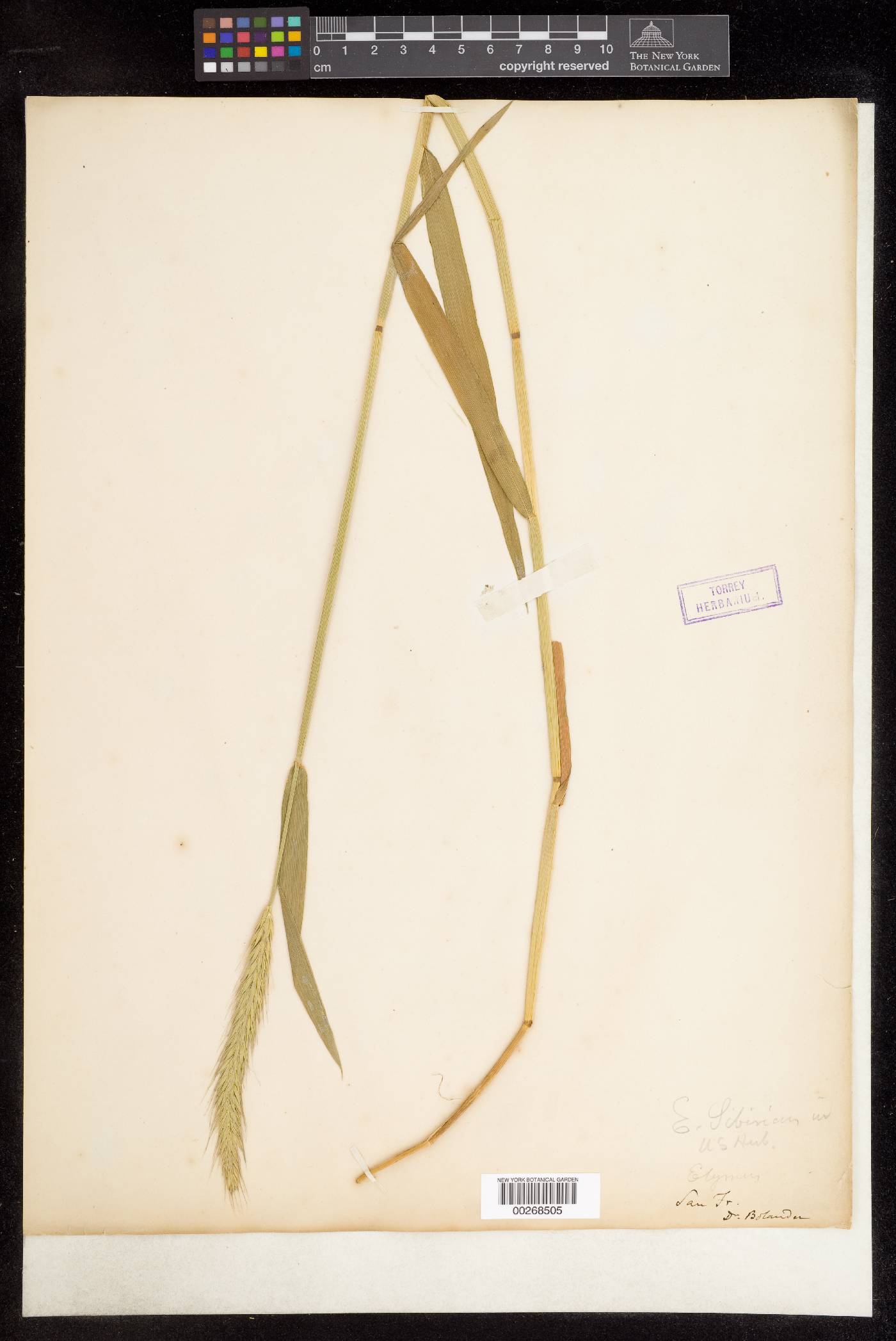 Elymus sibiricus image