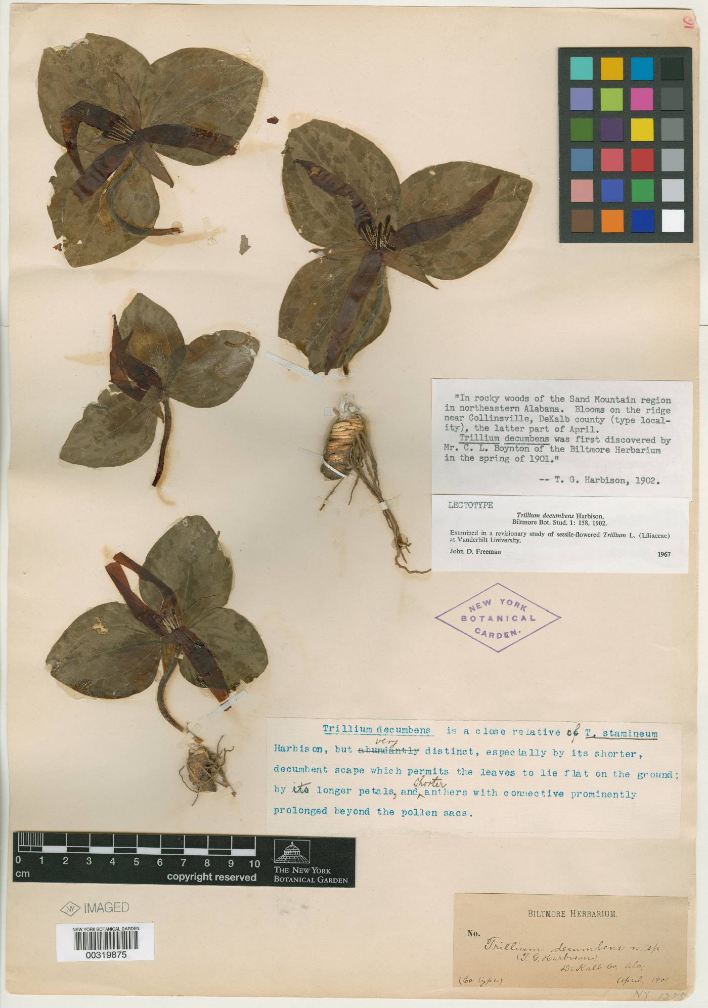 Trillium decumbens image