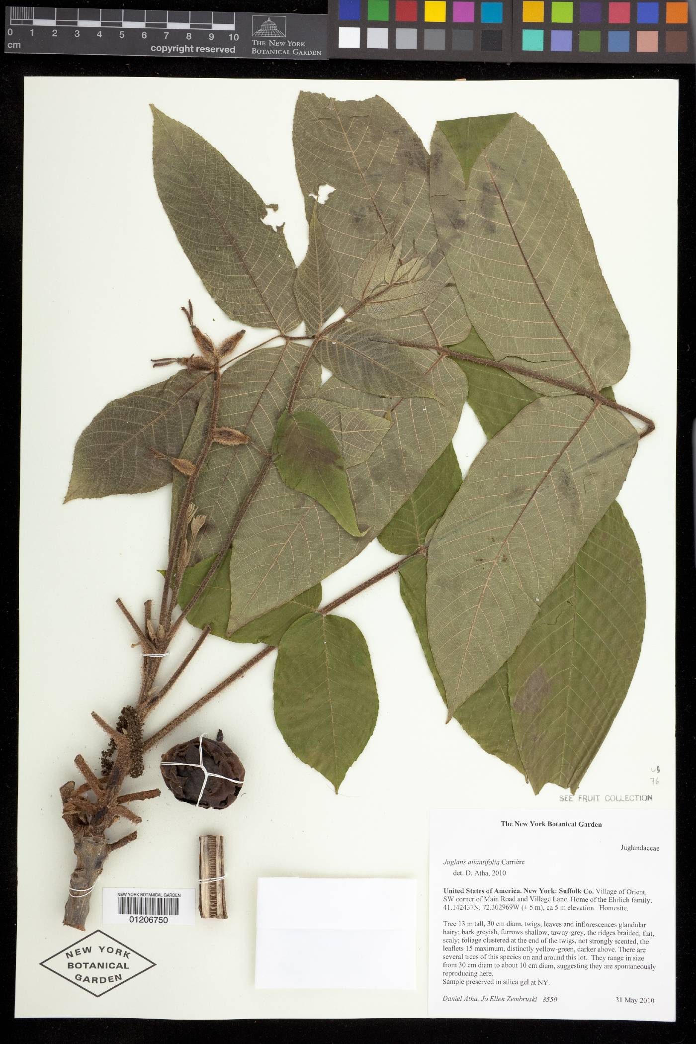 Juglans ailantifolia image