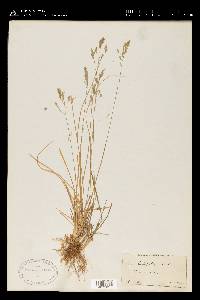 Poa cuspidata image