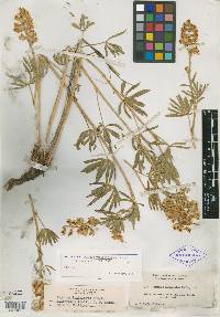 Lupinus variegatus image