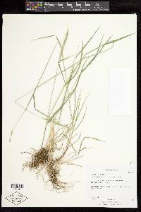 Elymus subsecundus image