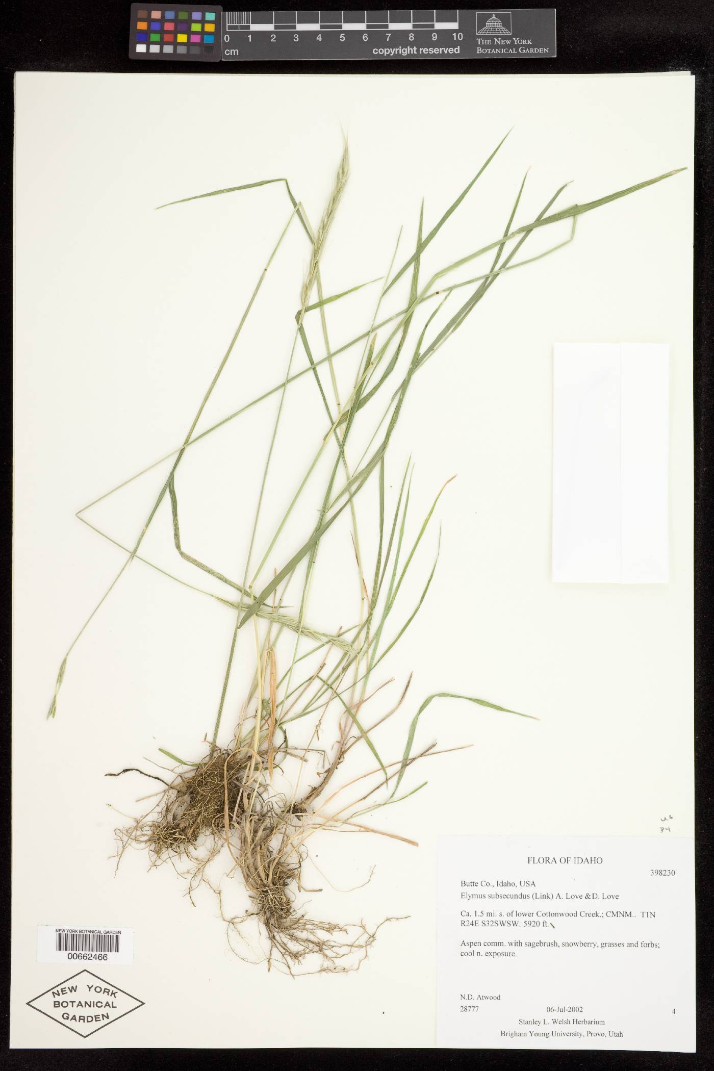 Elymus subsecundus image