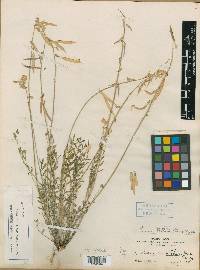 Astragalus arthurii image