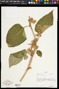 Reynoutria japonica image