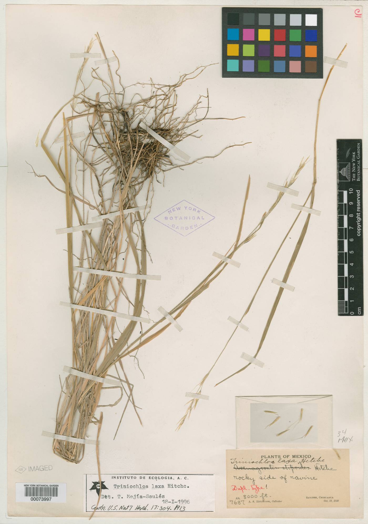 Triniochloa laxa image