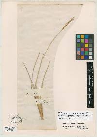 Eustachys floridana image