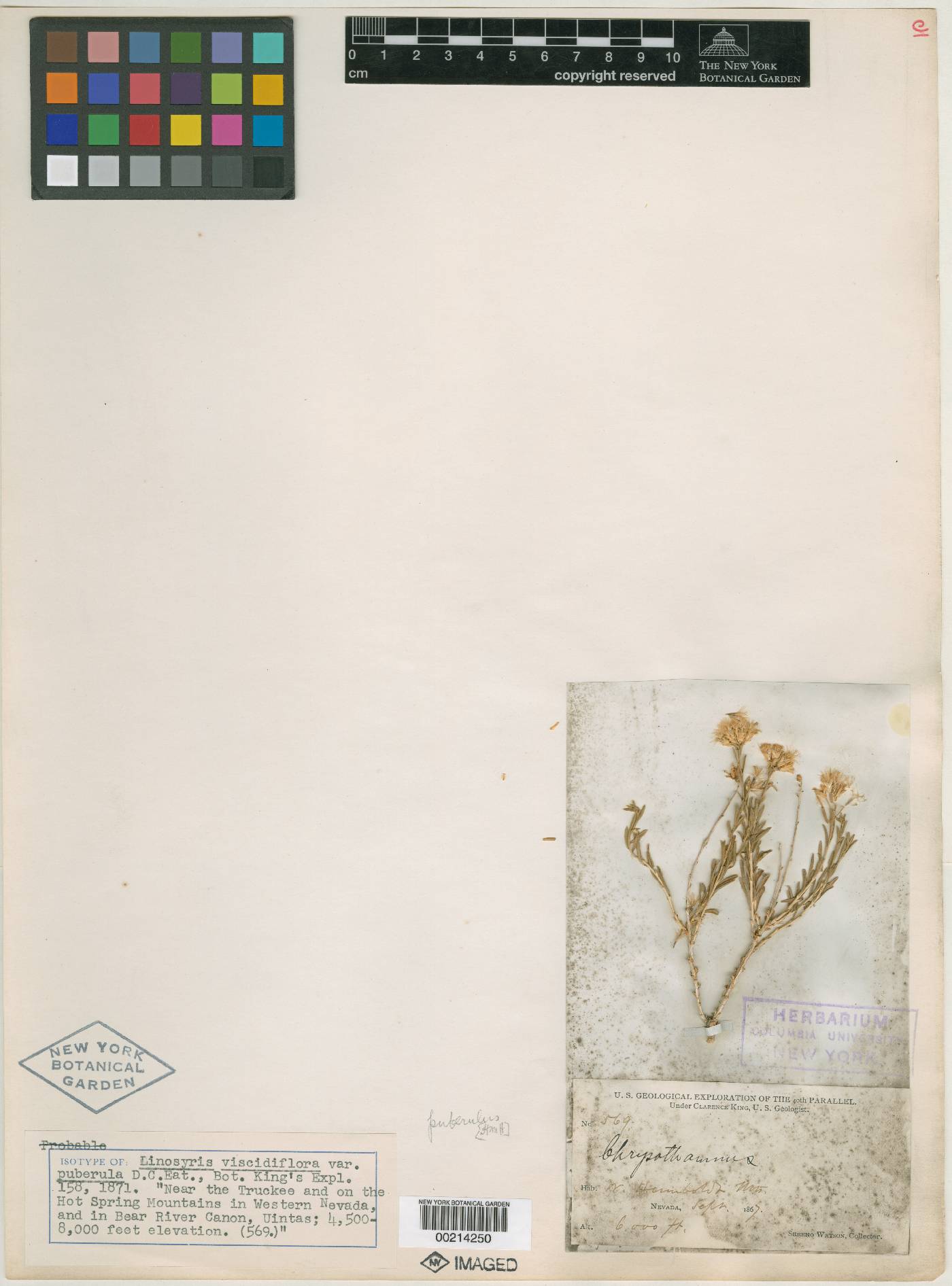 Linosyris viscidiflora image